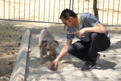 Pascal-Silvente-et-son-chien-Lagotto-au-travail