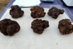 20200202_094540truffes