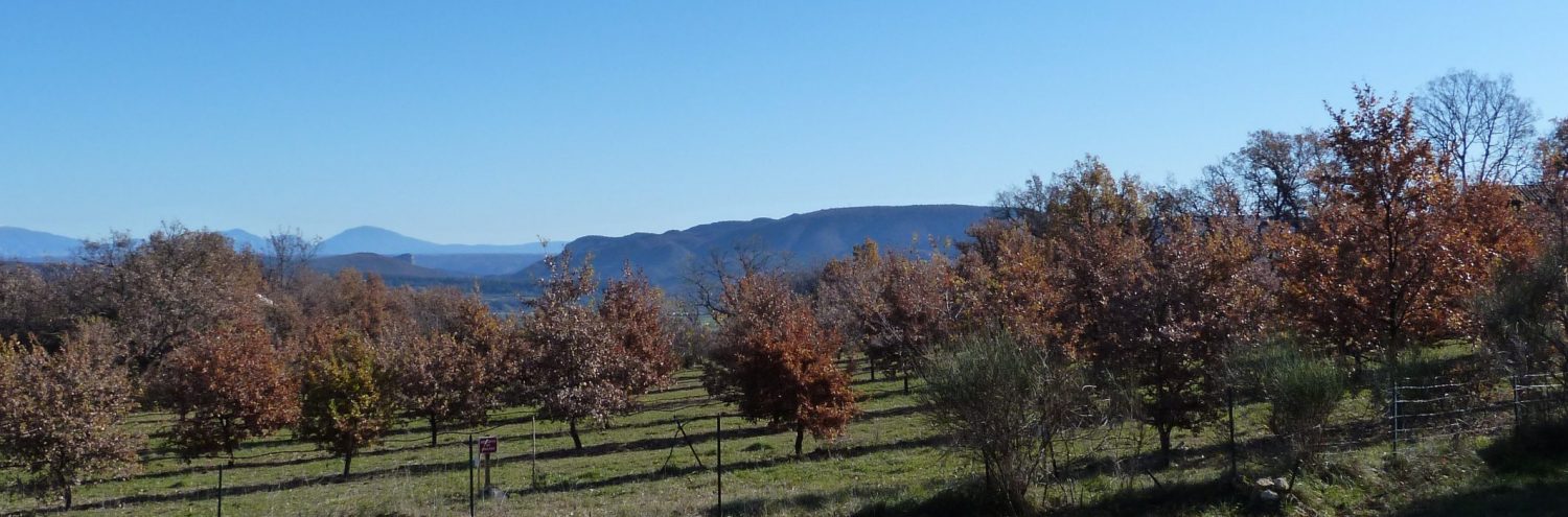 La Truffe de Haute-Provence